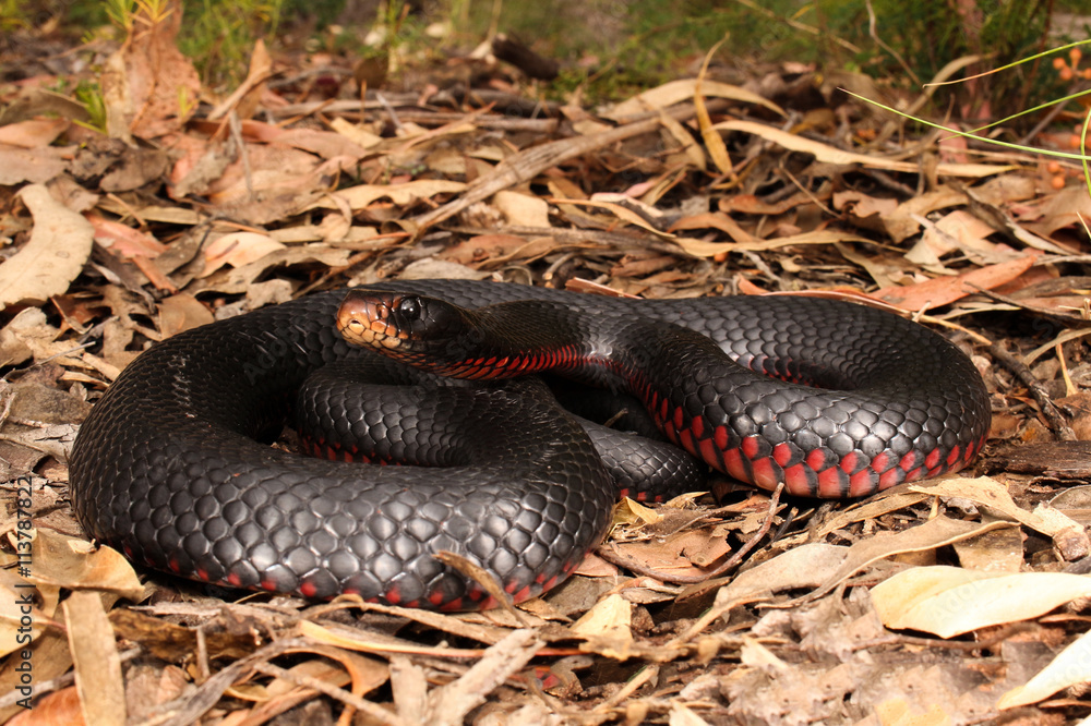 Black Agile Snake of Cyprus