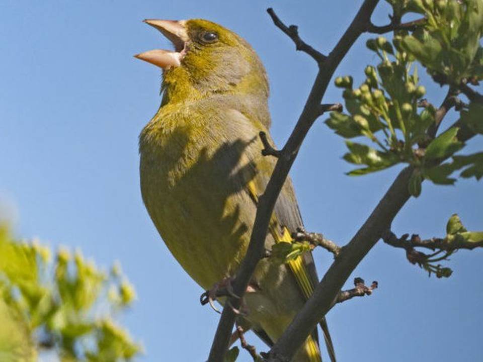 Bird Watching in Paphos
