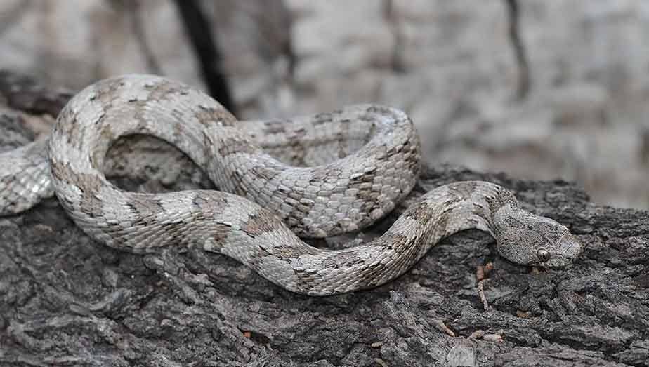 Blunt Nose Viper of Cyprus