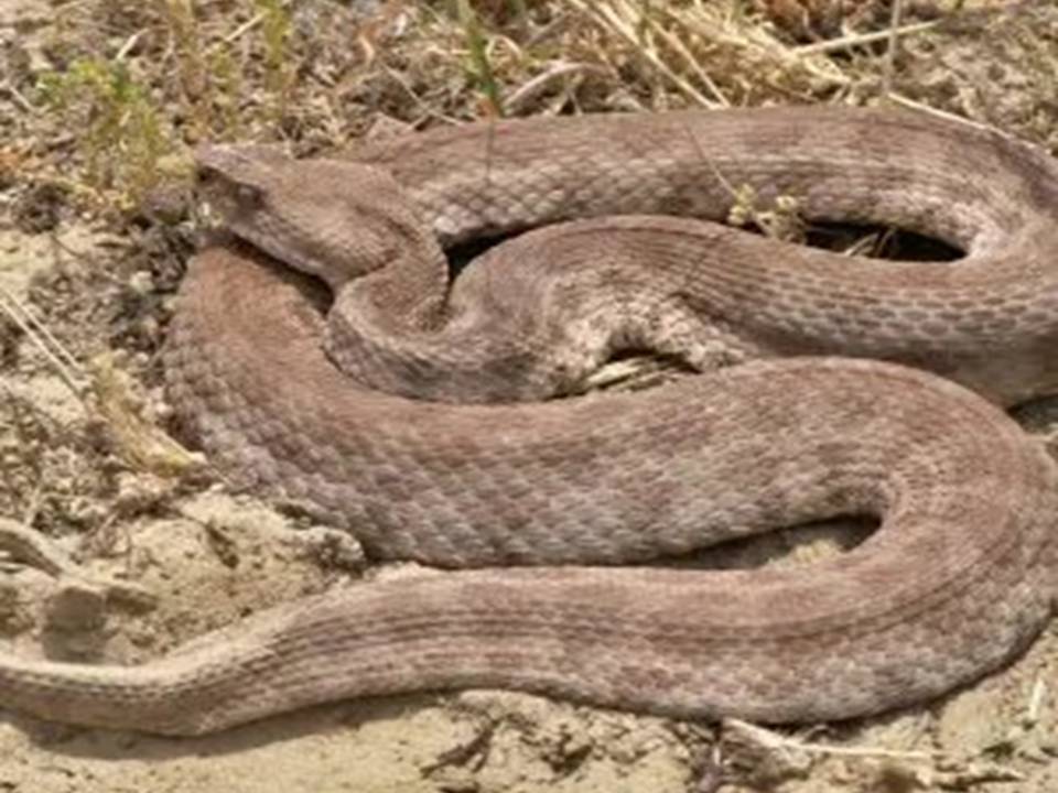 Venumous Snake of Cyprus