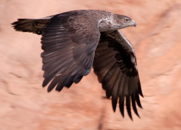 Bonelli Eagle Flying