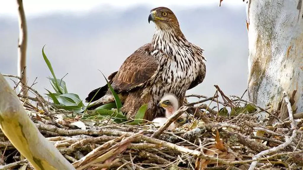 A Bonnelli parent with its chick