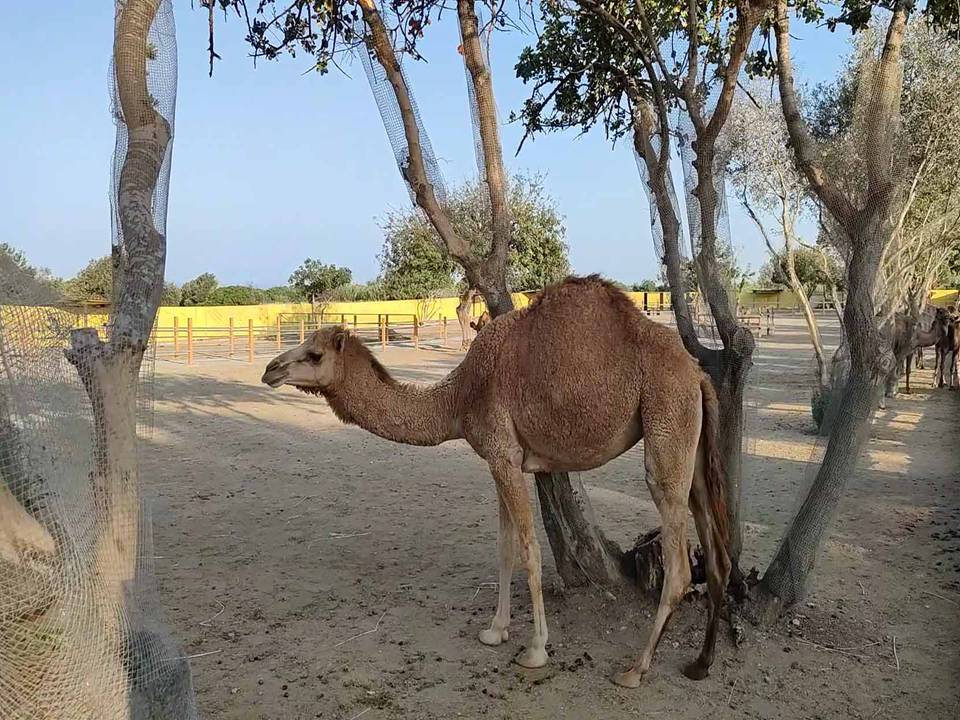 A Camel in the Park