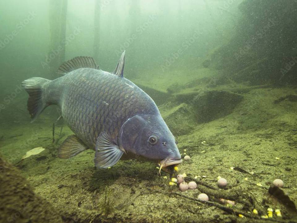 A Carp in the Deep
