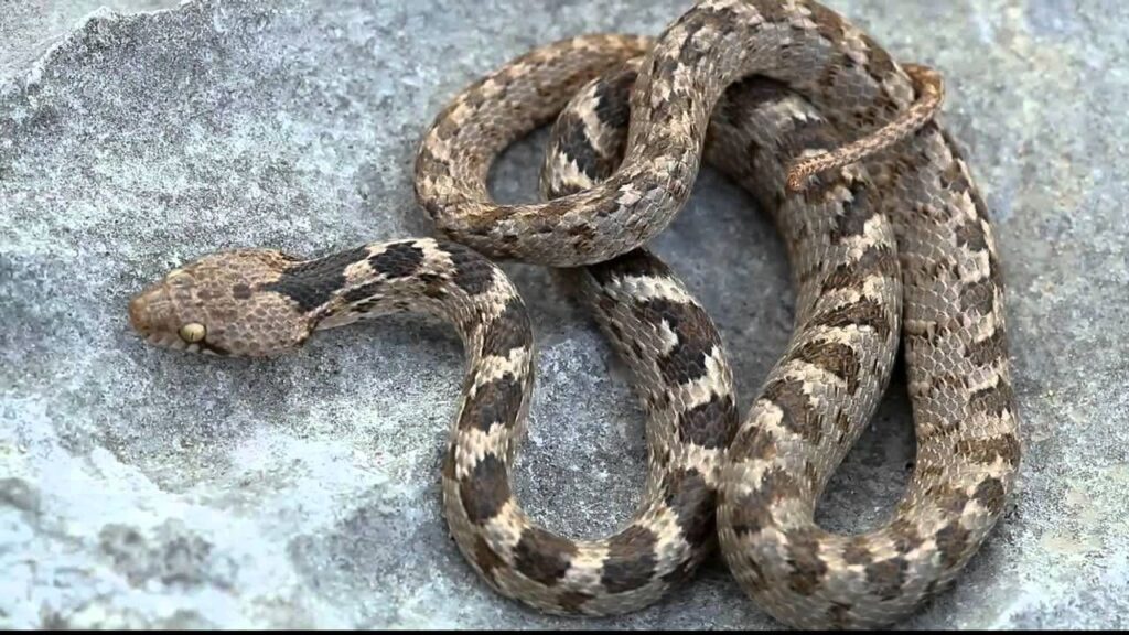 The Cyprus Cat Snake