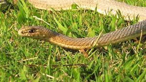 Cyprus Montpellier Snake