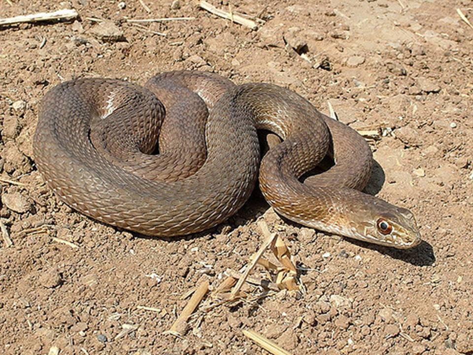Cyprus Montpellier Snake