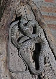 Cyprus Whip Snake - Hierophis Cypriensis