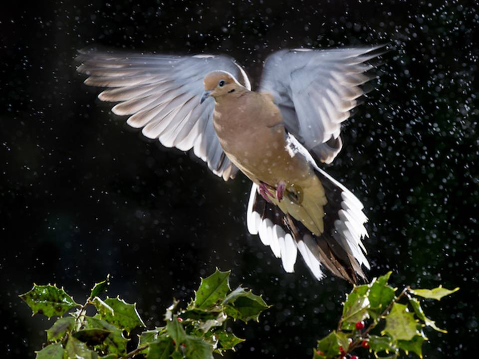 A dove flying
