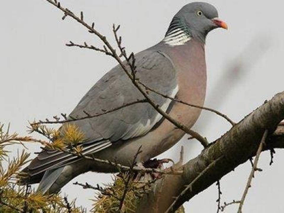 A Wood Pigeon on a tree