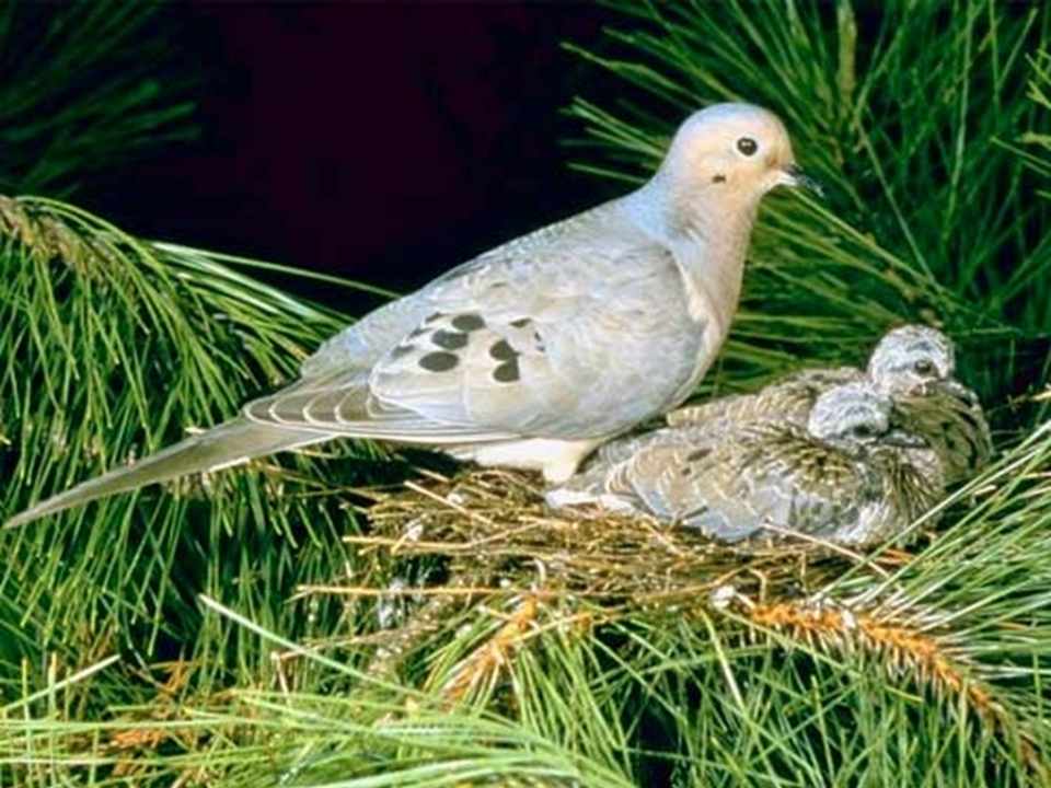 A Dove Nesting