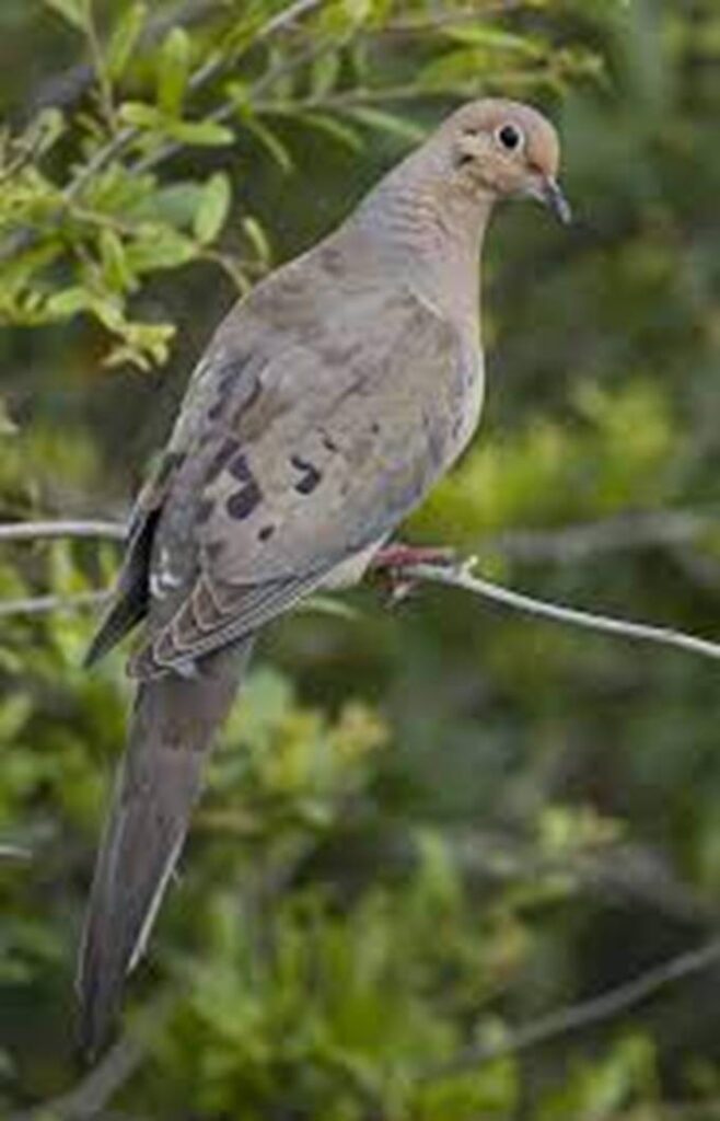 A dove sitting on a branch