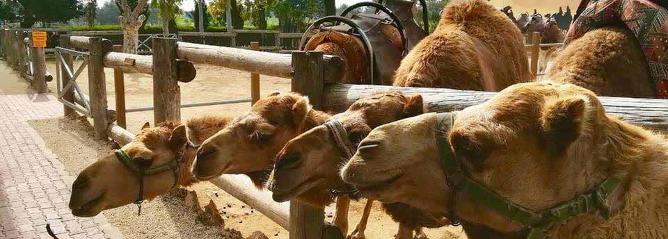 Camel Park Mazotos