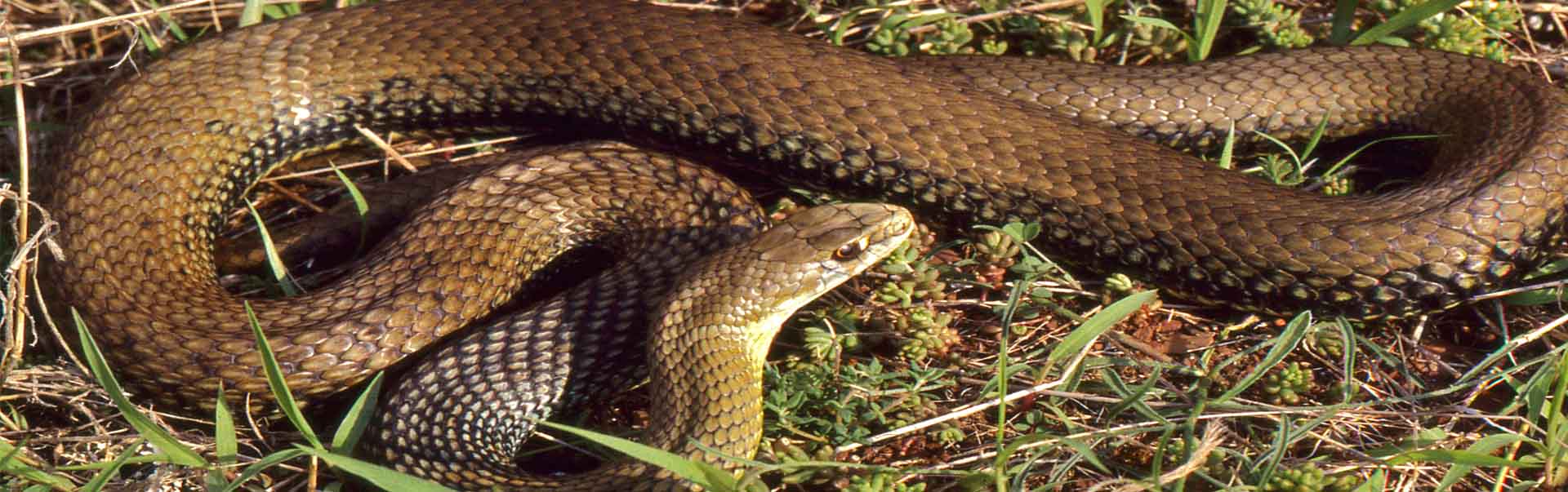 A Cyprus Snake