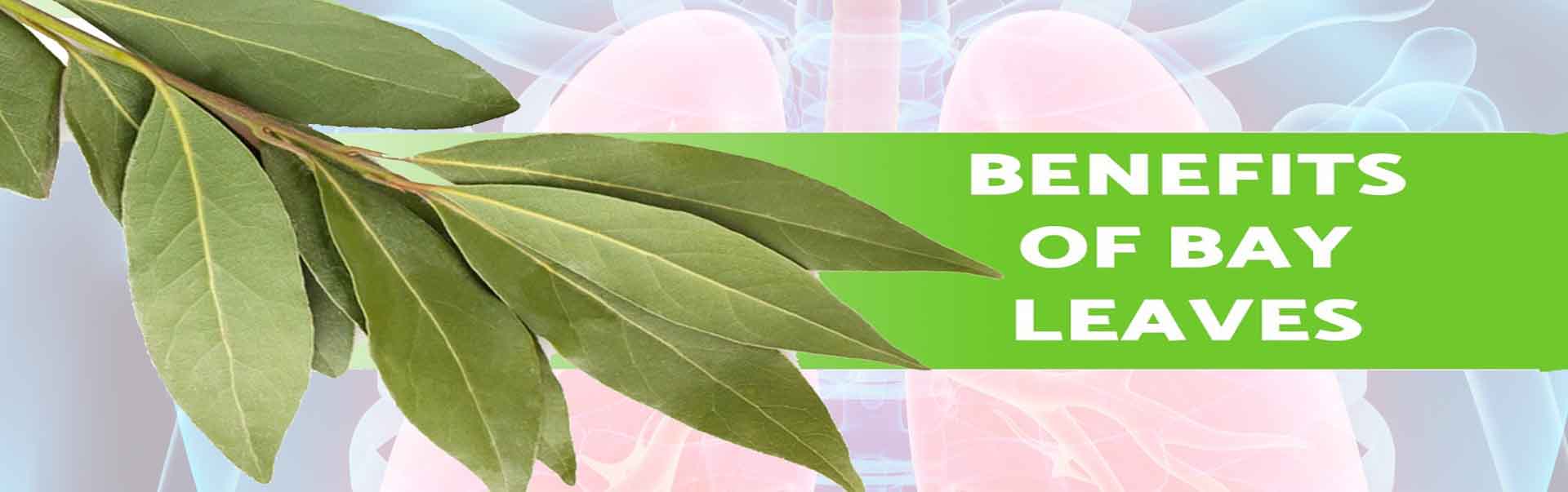 Bay Leaves Help Respiratory System