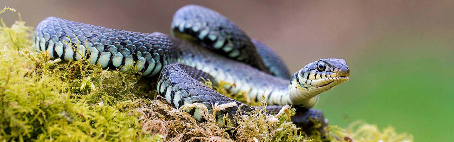 The Grass Snake of Cyprus