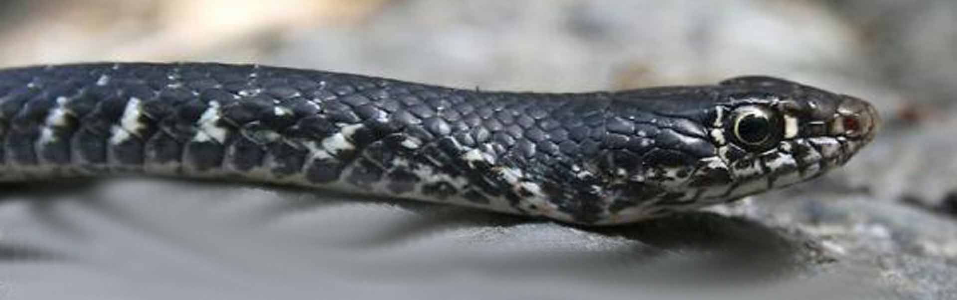 Cyprus Whip Snake - Hierophis Cypriensis
