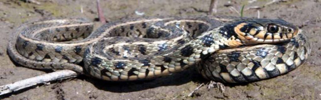 Crass Snake Natrix natrix of Cyprus