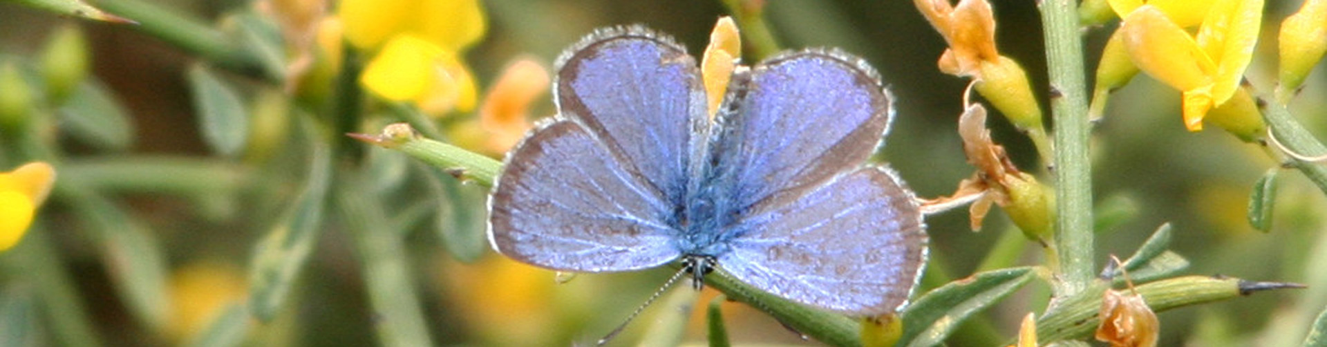The Akamas Blue Butterfly