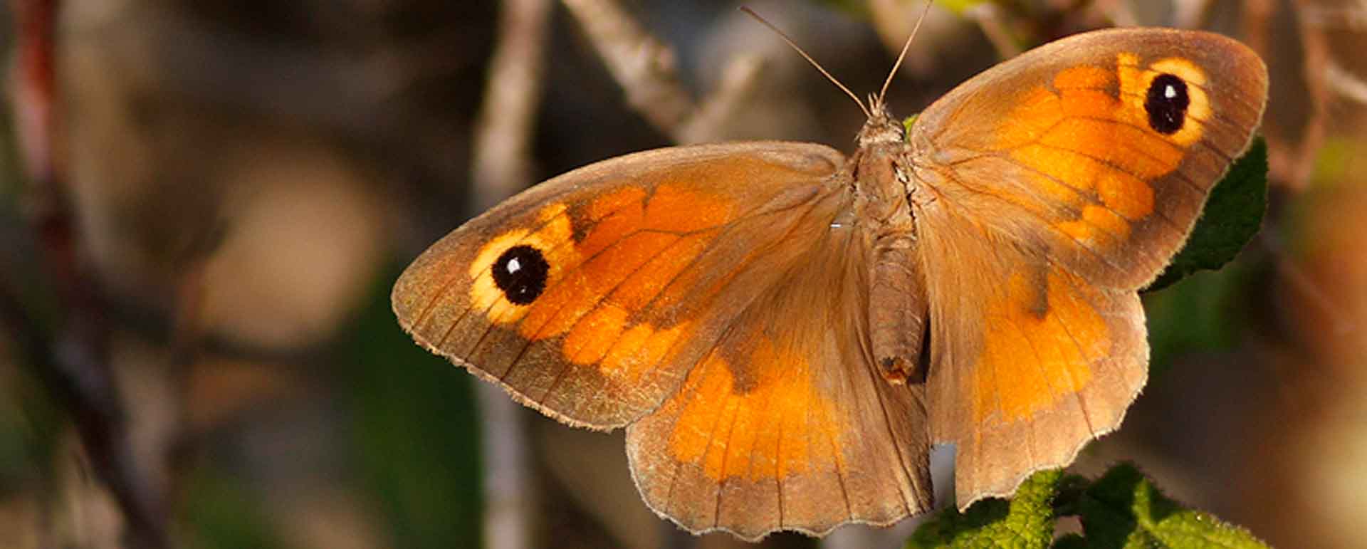 Maniola Cypricola Butterfly