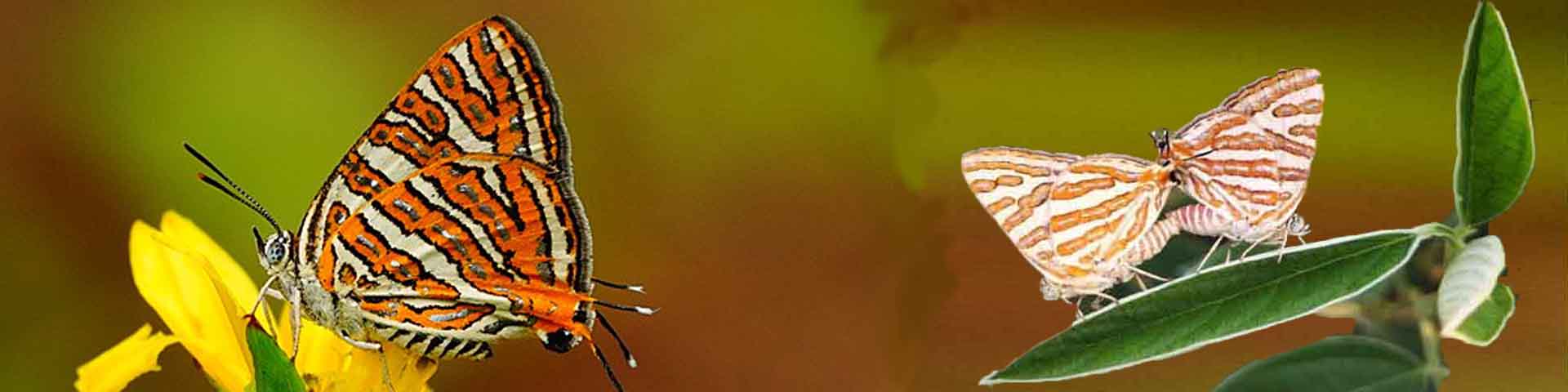 Cigaritis Acamas Butterfly