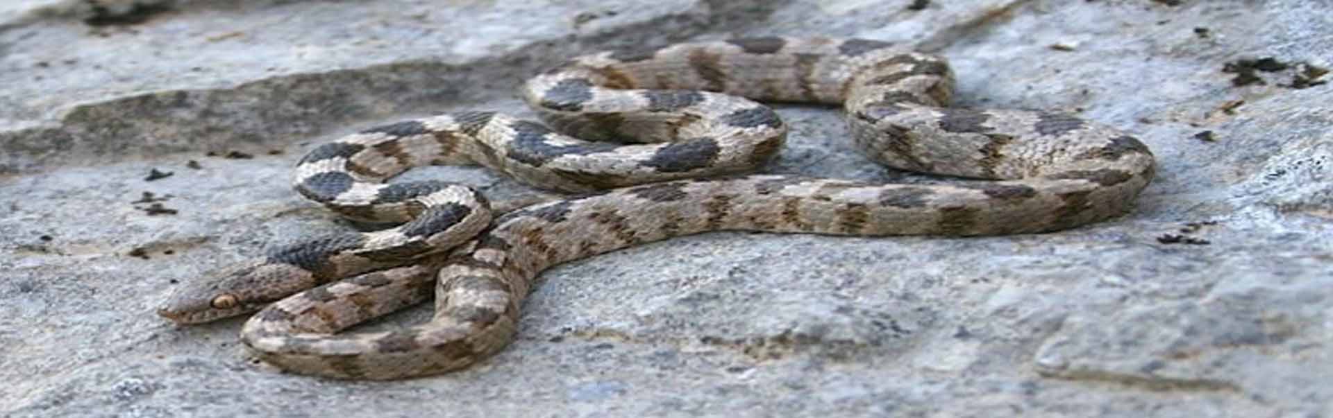 The Cyprus Cat Snake