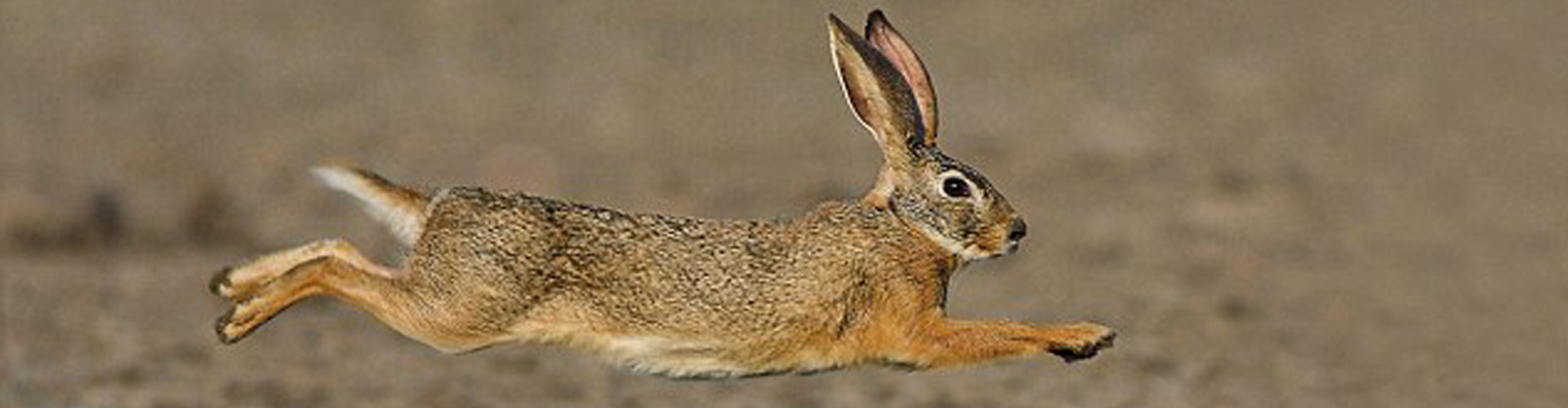 A Hare Running