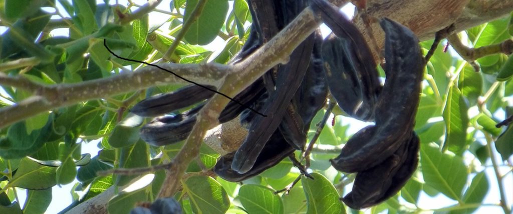 The annual Carob Festival in Pegeia is a celebration of the traditional Cypriot crop that has been cultivated in the region for centuries.