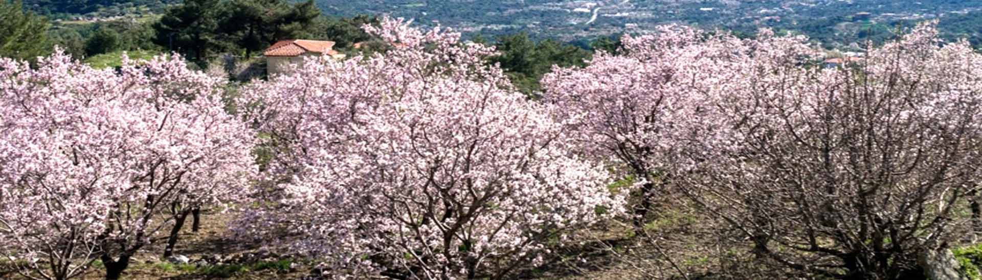 Almond Tree Blossom in the Spring