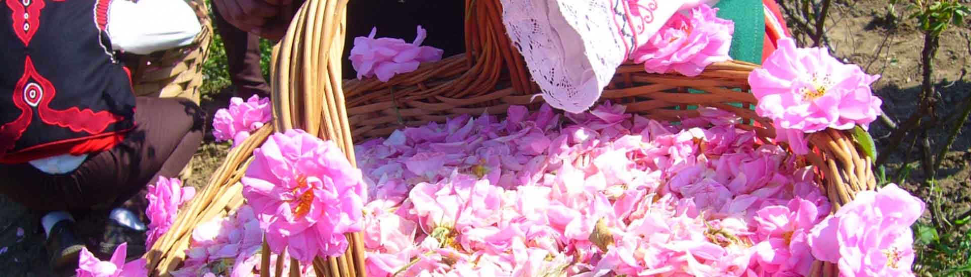 The Rose Festival I Agros Village