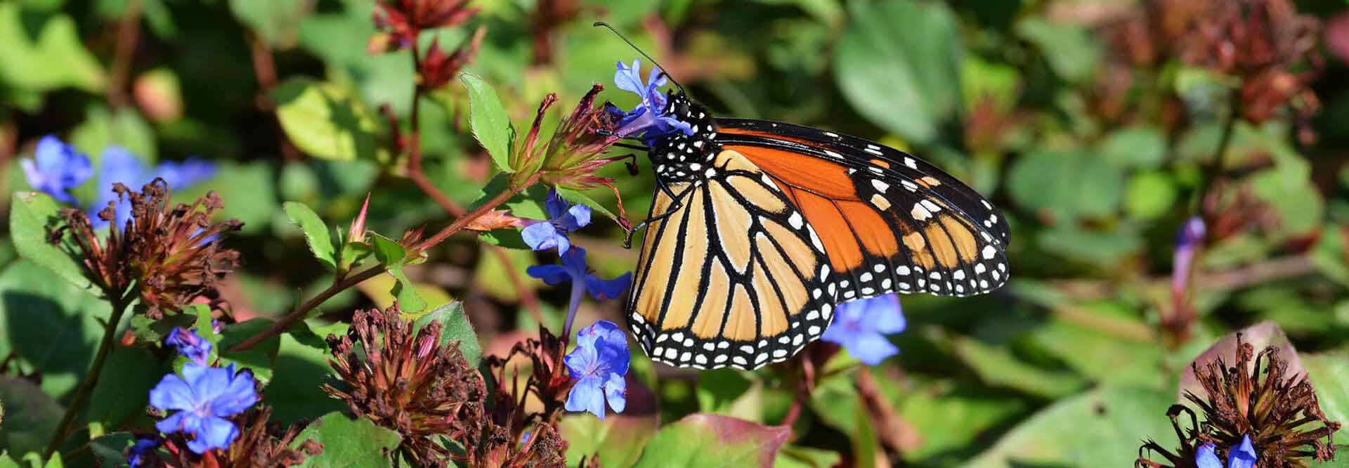 How The Monarch Butterfly Came to Cyprus