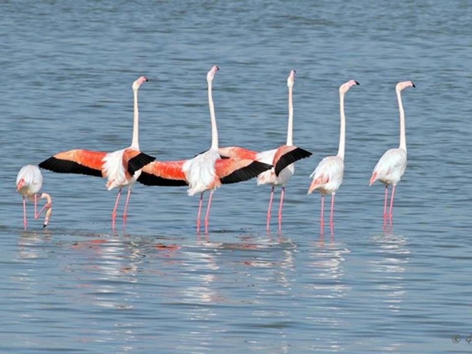 Bird watching in Larnaca Salr Lake