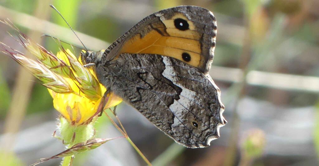 Hipparchia Cypriensis Butterfly of Cyprus