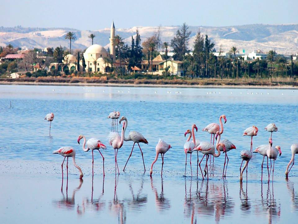 Flamingos at Larnaca Salt Lake