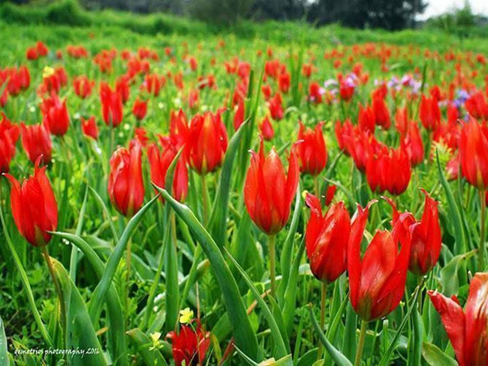 Lots of Tulips