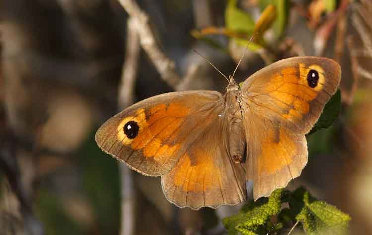 Cyprus Maniola cypricola Butterfly