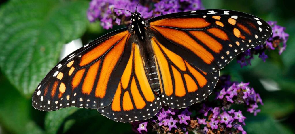Monarch Butterfly a