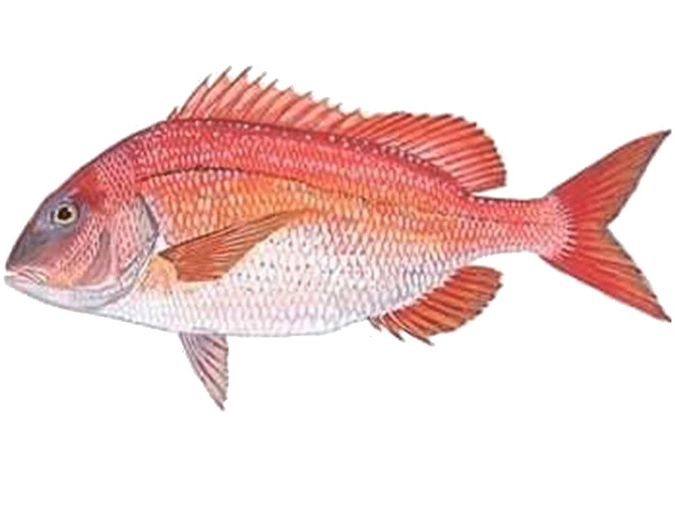 Red Porgy Fish