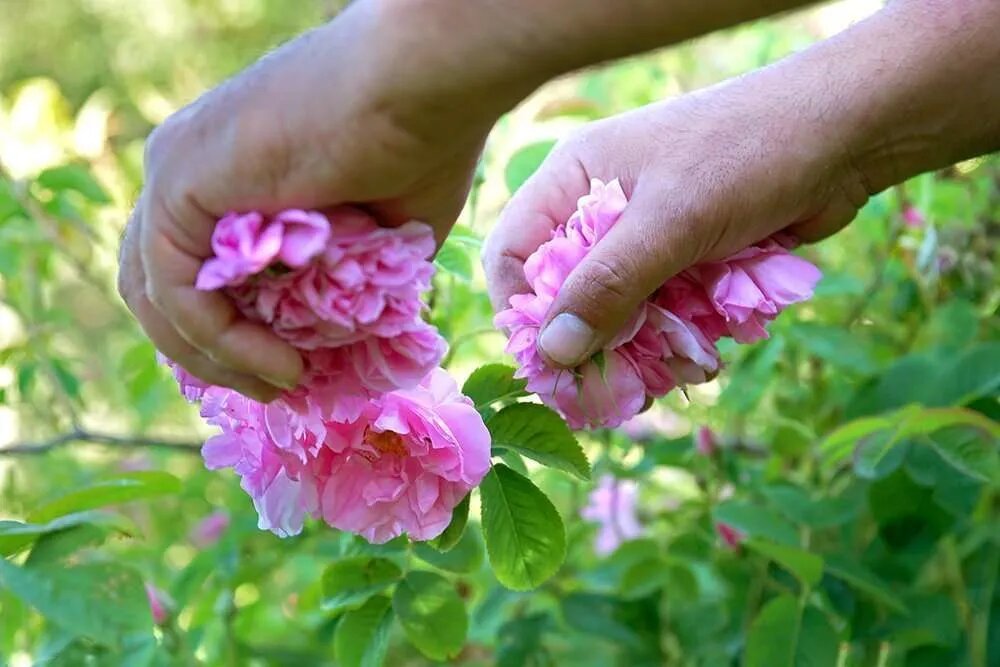 Rose Picking Agros