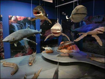 Sharks in the Museum