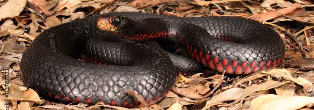 The Cyprus Black Whip Snake