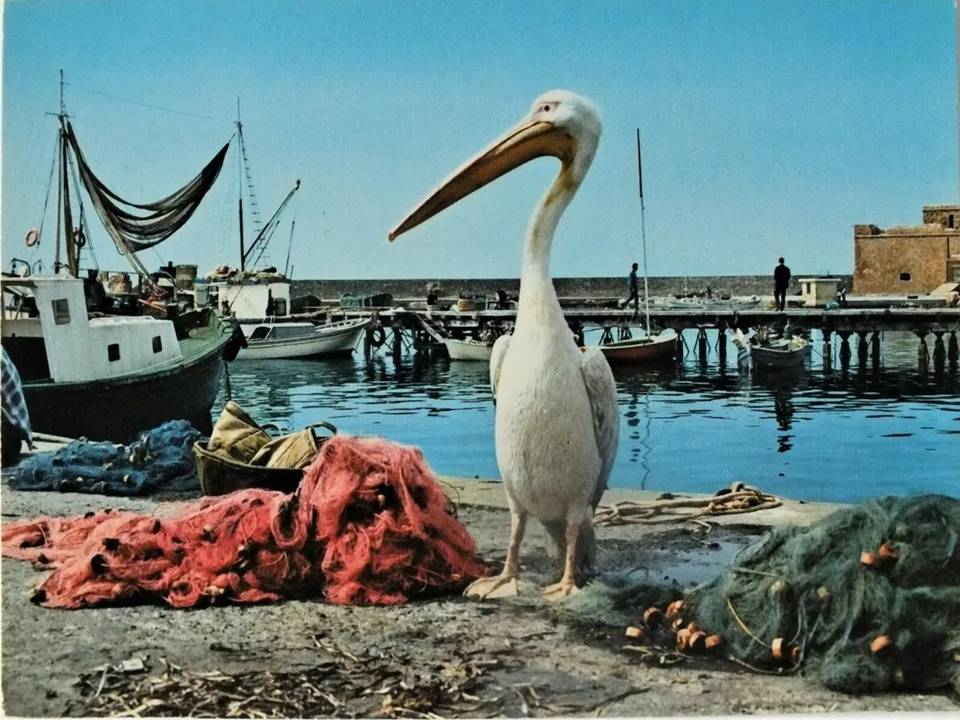 The Pelican of Paphos