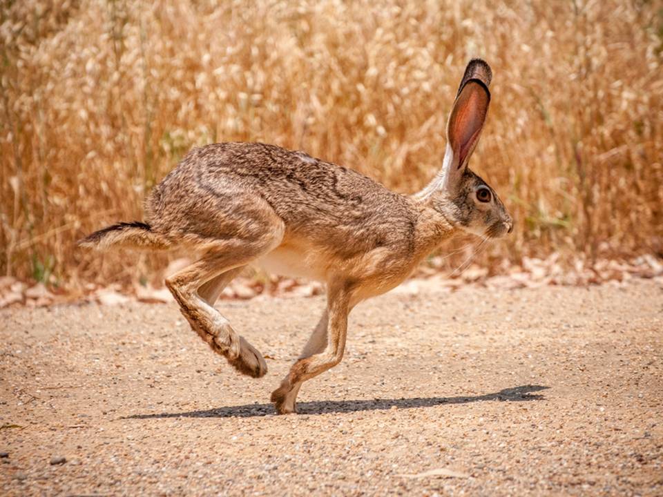 Wild Hare Running to escape