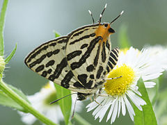 cigaritis Butterfly