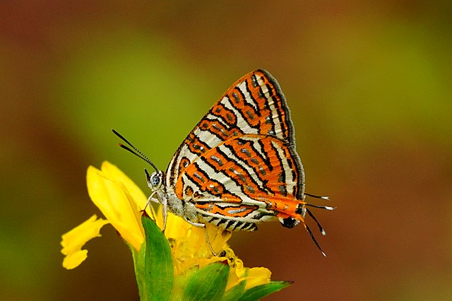 Cigaritis butterfly in Cyprus
