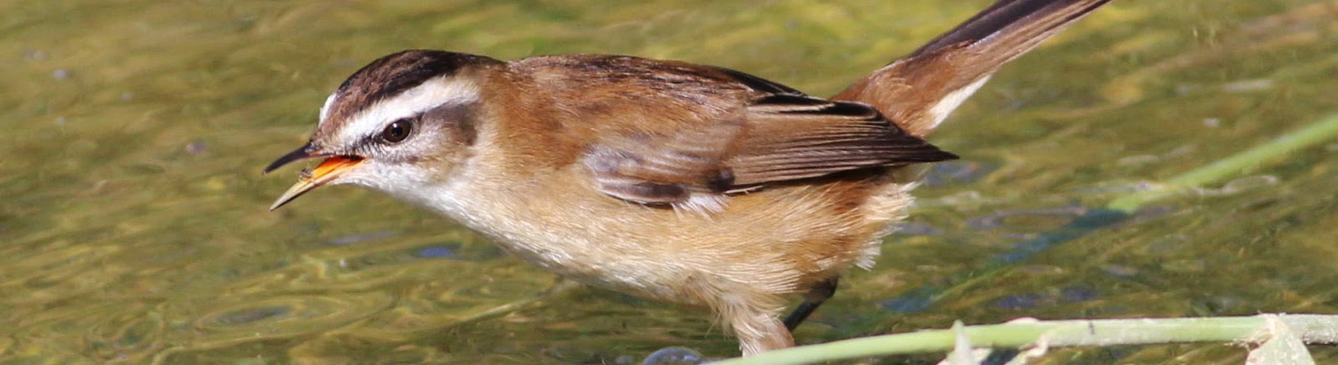 Moustached Warbler of Cyprus