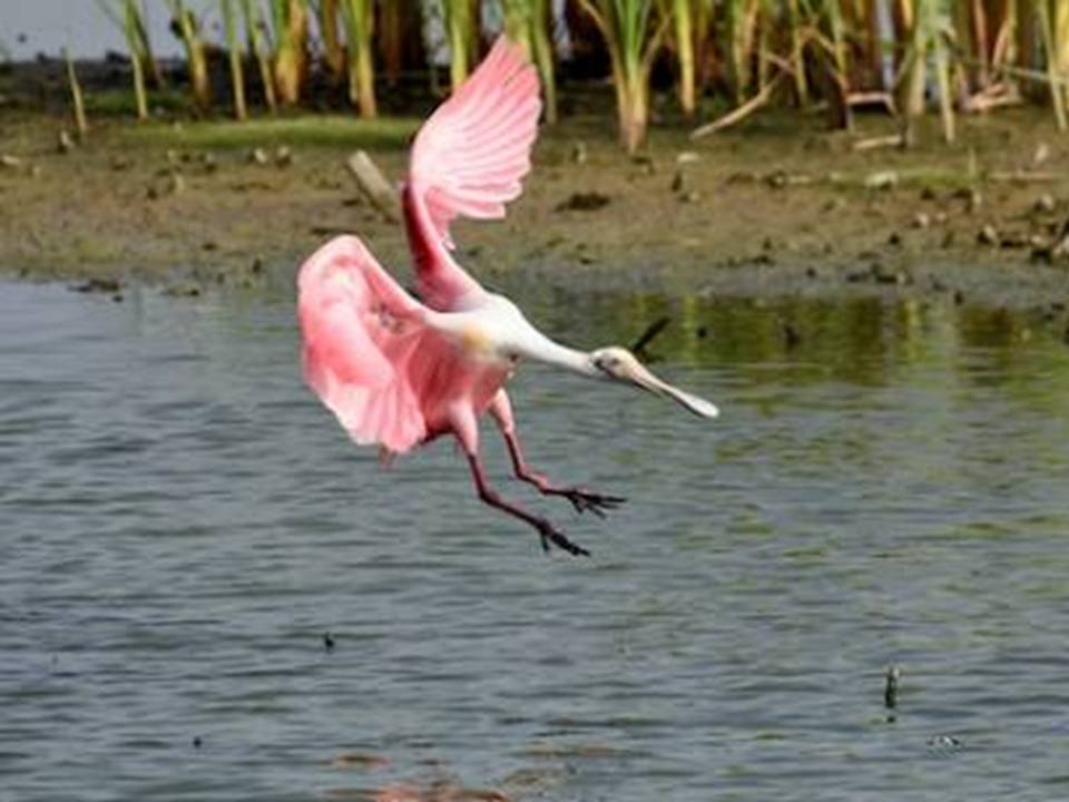 A Flamingo Over Larnaca Salt Lake