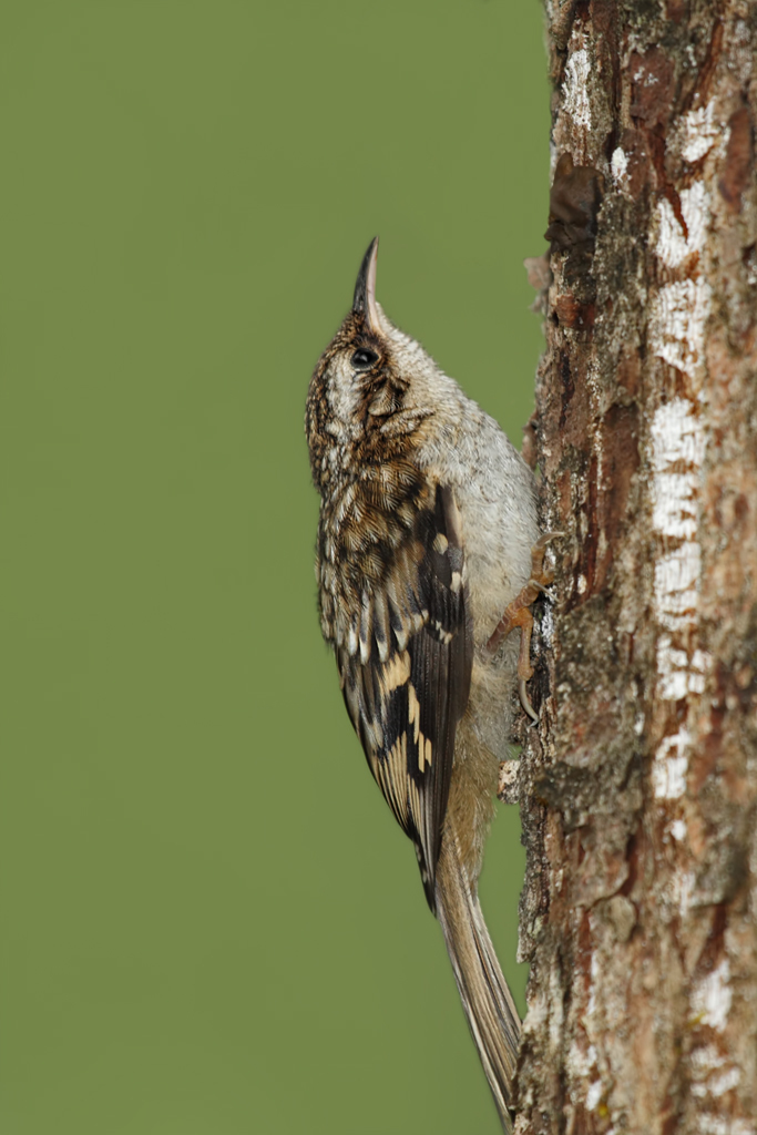 Short-toed Treecreeper