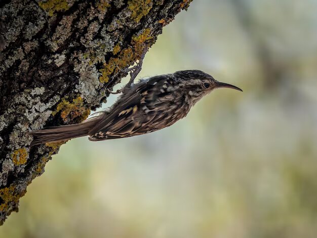 Short-toed Treecreeper