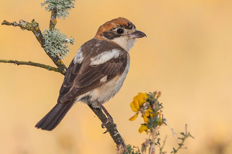 The Woodchat Shrike, known as Lanius senator, is a small passerine bird that belongs to the shrike family, Laniidae. This bird is widely distributed across North Africa, parts of Asia and Europe including Cyprus. It is known for its striking appearance, with a black mask extending from its bill to its neck, contrasting with a white face and throat. The upperparts are a mix of black, white, and gray, while its under parts are a pale pinkish-brown colour.